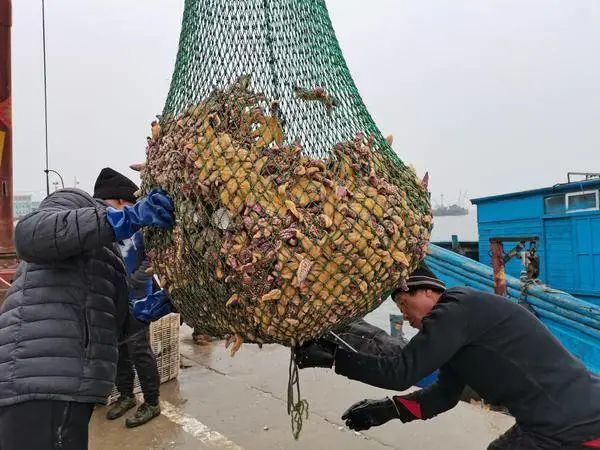 大量海星上岸1。.jpg