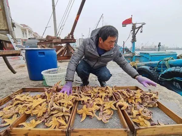 涨民在收拾海星运往市场。.jpg