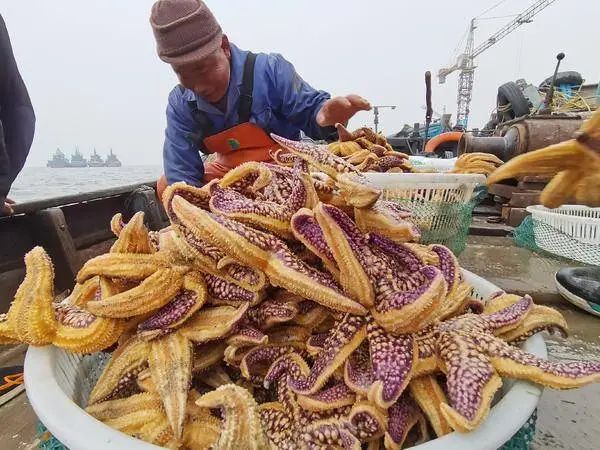 70多岁老渔民捕捞海星。.jpg